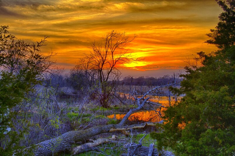 Fallen Tree at Sunset — Orange