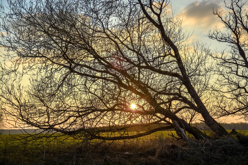 Fallen Tree at Sunset — Yellow