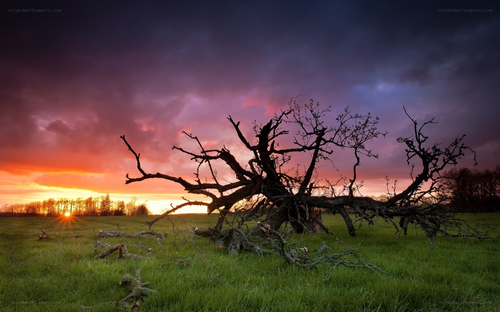 Fallen tree at sunset