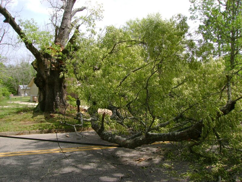 Fallen tree blocks road