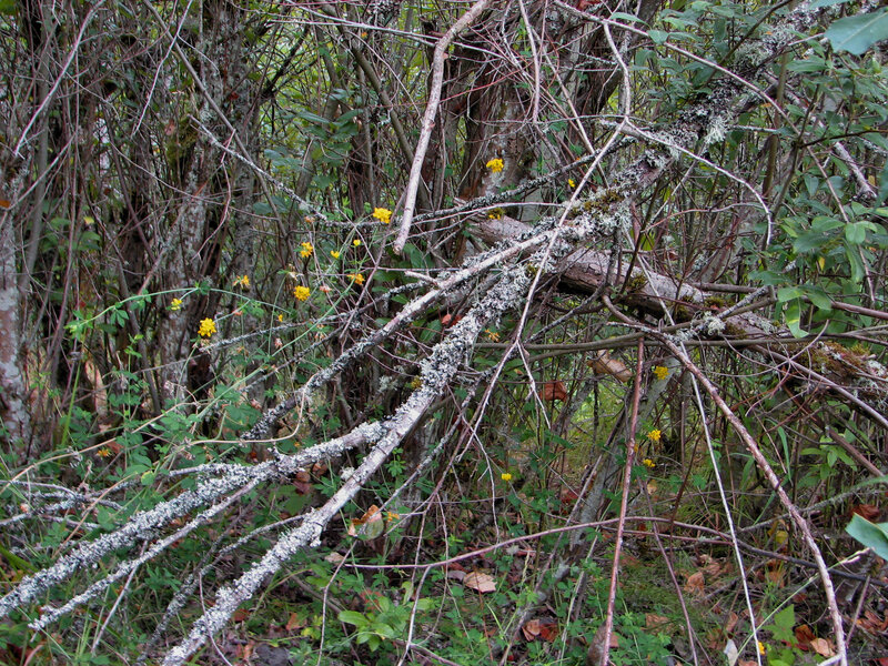 Fallen Tree Branches