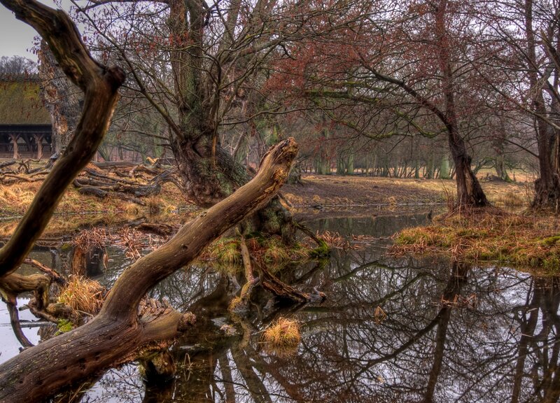 Fallen tree by a pond