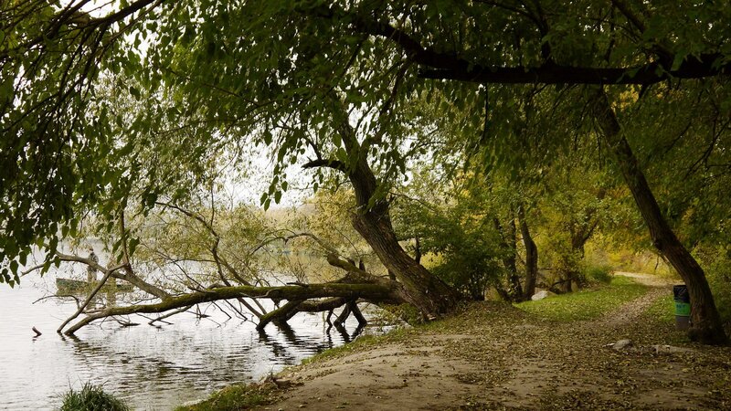 Fallen Tree by Lake — Green, Serene