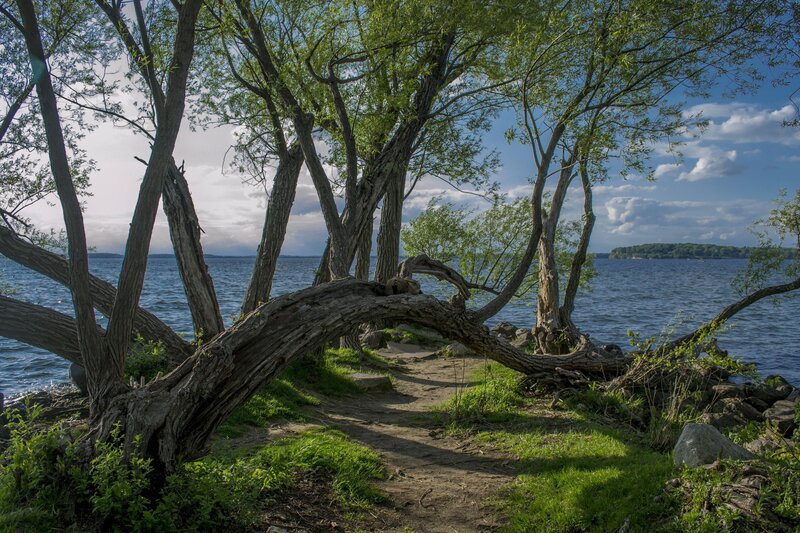 Fallen Tree by Lake — Green