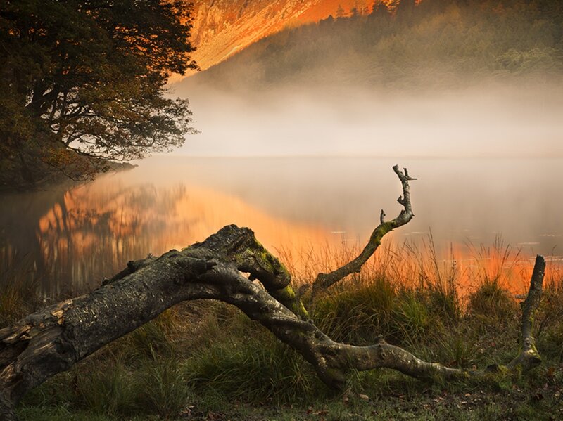 Fallen Tree by Lake — Orange