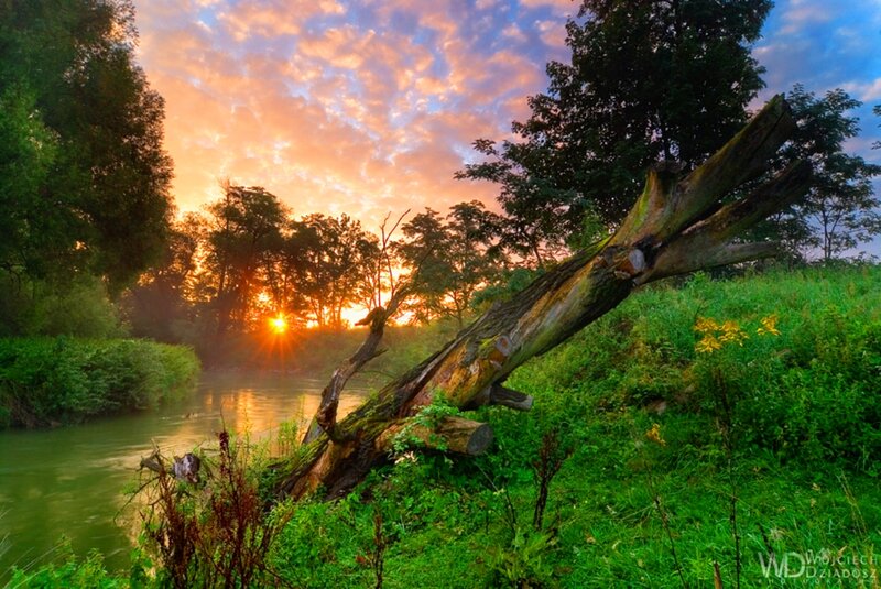 Fallen Tree by River — Green