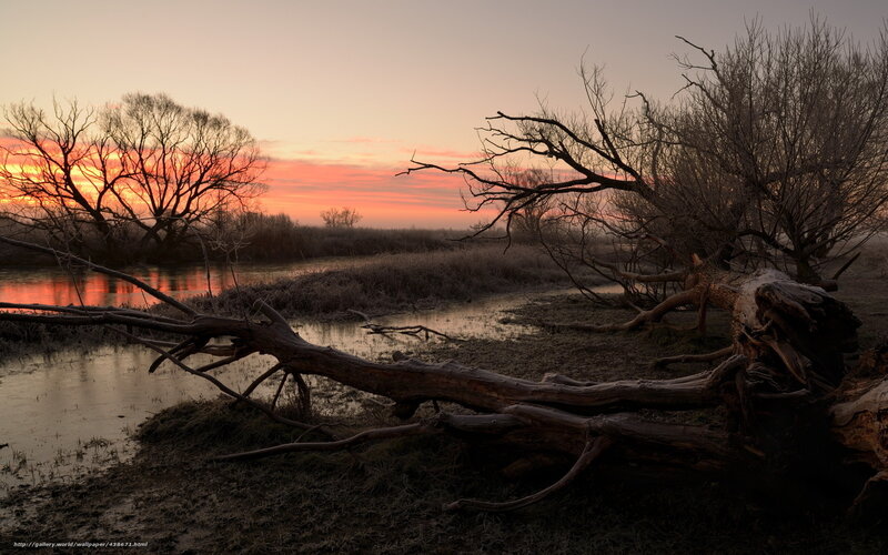 Fallen Tree by River — Orange