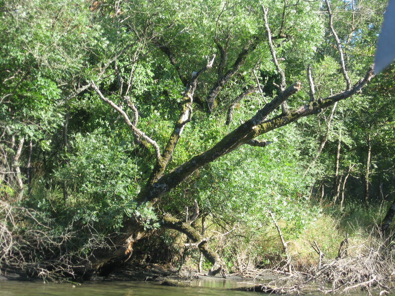 Fallen Tree by River
