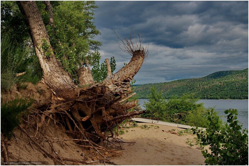 Fallen tree by riverbank