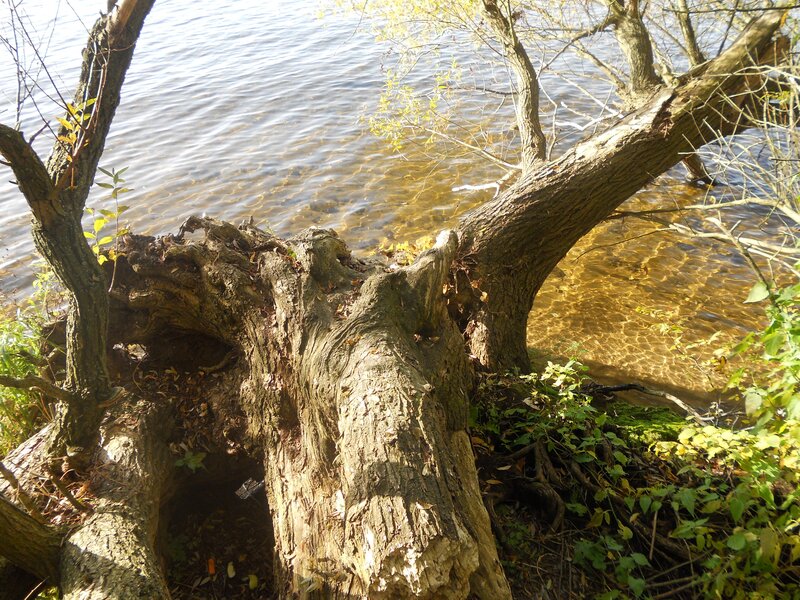 Fallen tree by the water