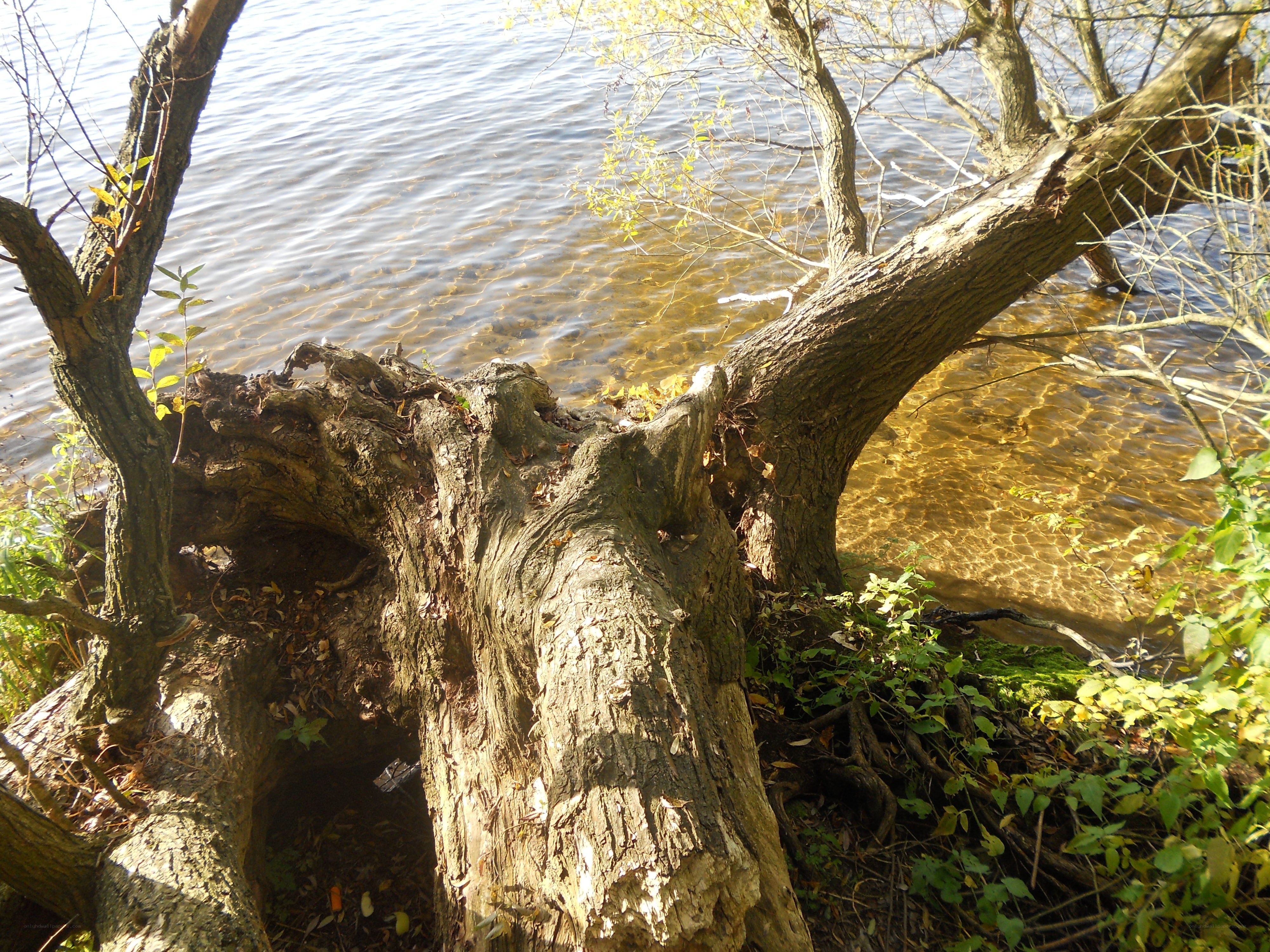 Fallen tree by the water