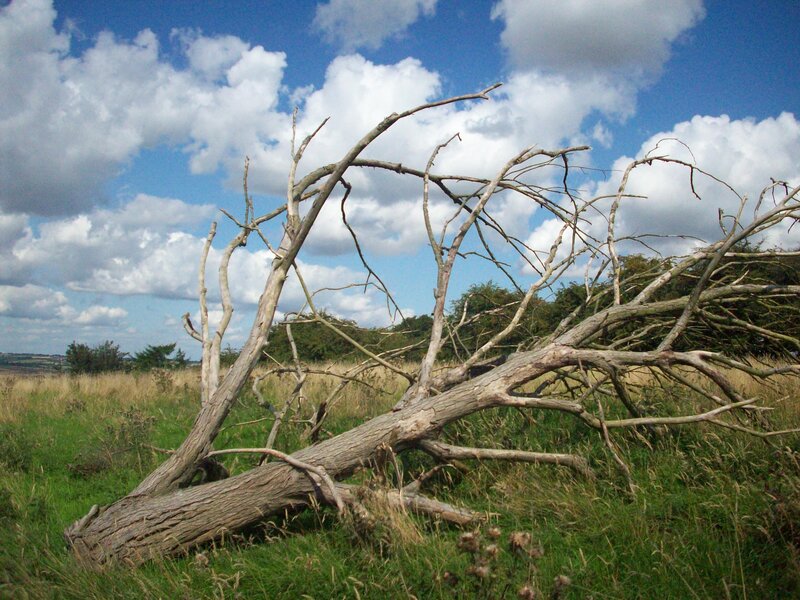 Fallen tree in a field