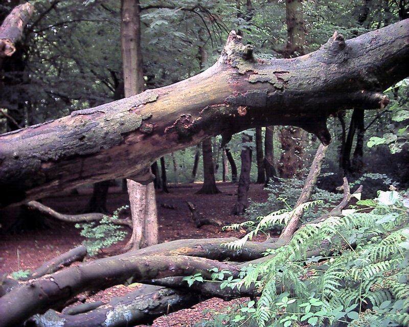 Fallen tree in a forest
