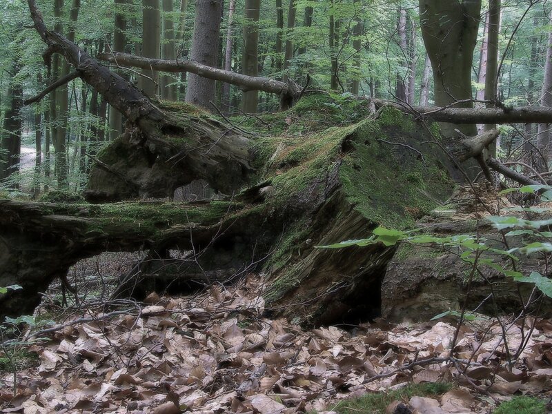 Fallen tree in a forest