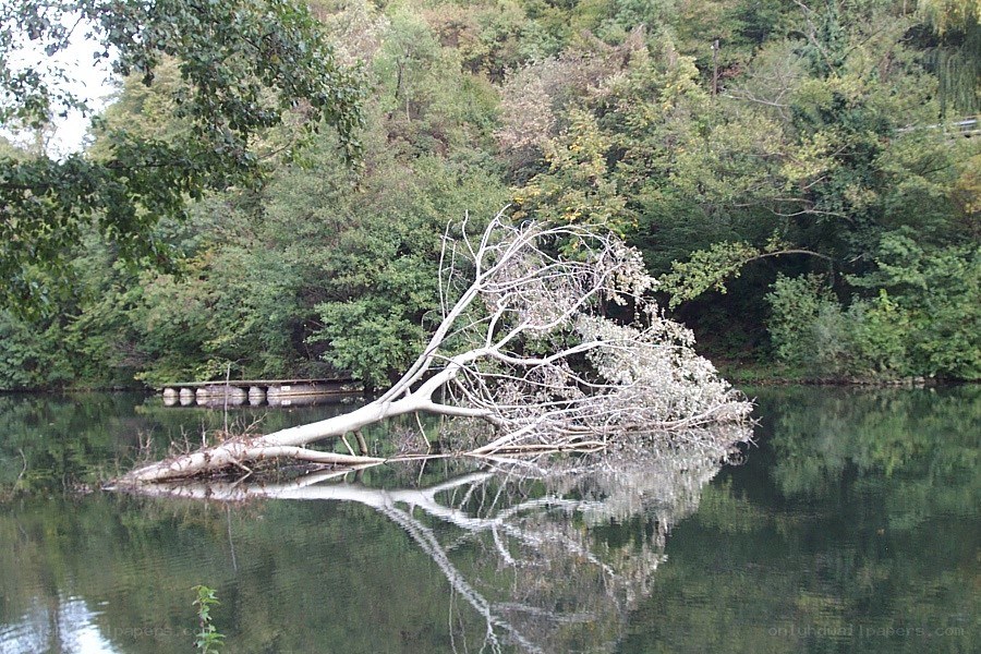 Fallen tree in a lake