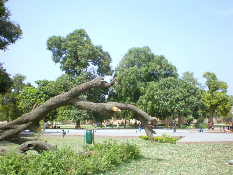 Fallen tree in a park