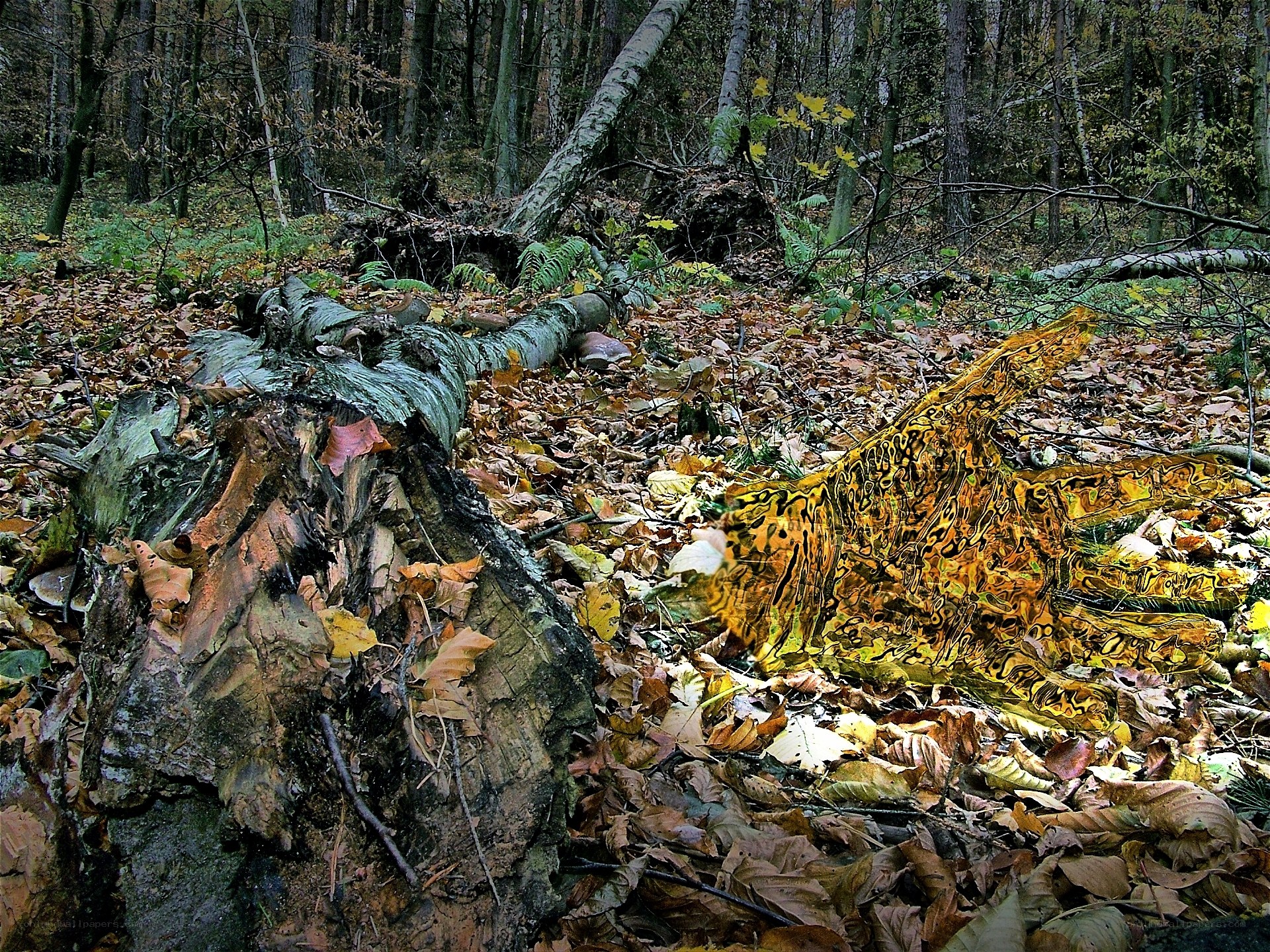Fallen tree in autumn forest