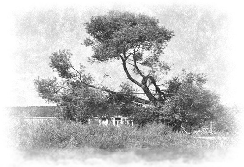 Fallen Tree in Field — Black