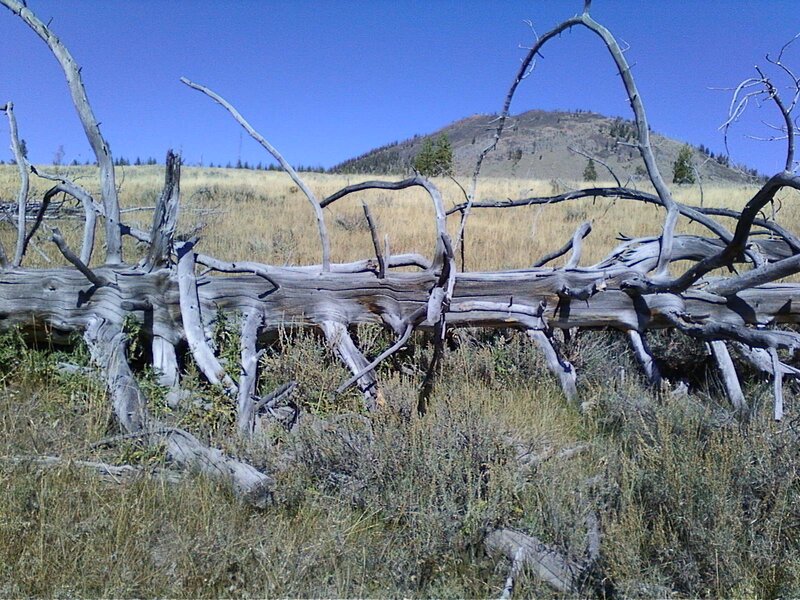 Fallen Tree in Field — Blue