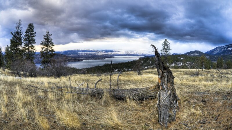 Fallen Tree in Field — Brown, Dramatic