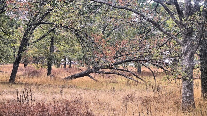 Fallen Tree in Field — Brown