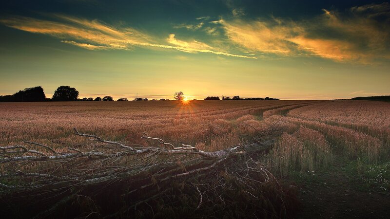 Fallen Tree in Field — Gold