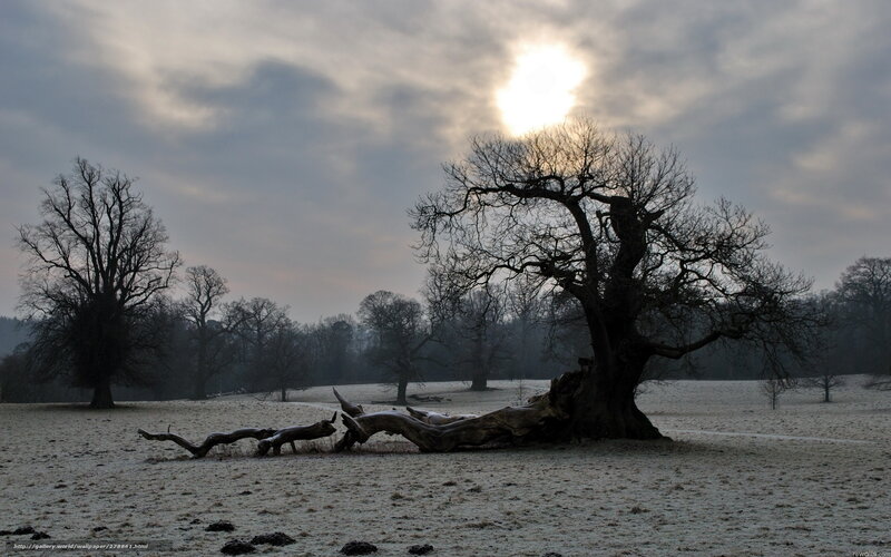 Fallen Tree in Field — Gray