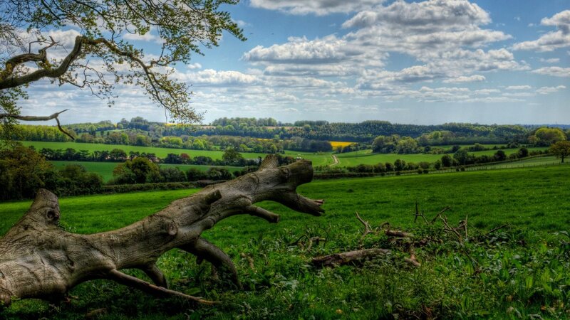 Fallen Tree in Field — Green, Serene, Afternoon
