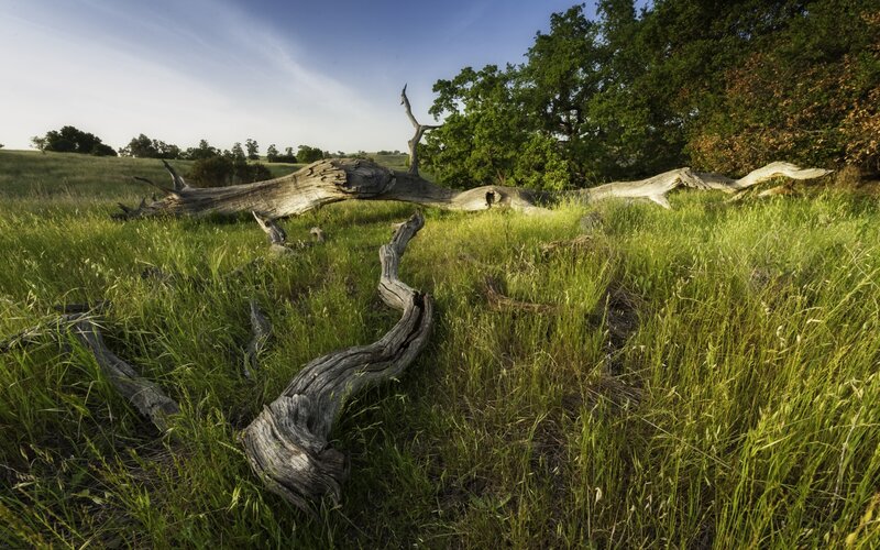 Fallen Tree in Field — Green, Serene