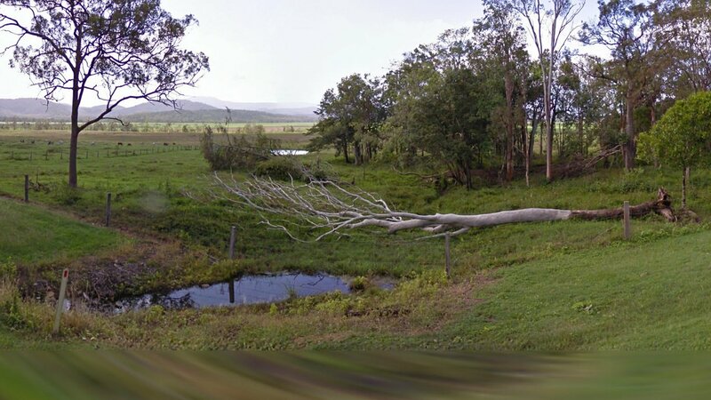 Fallen Tree in Field — Green