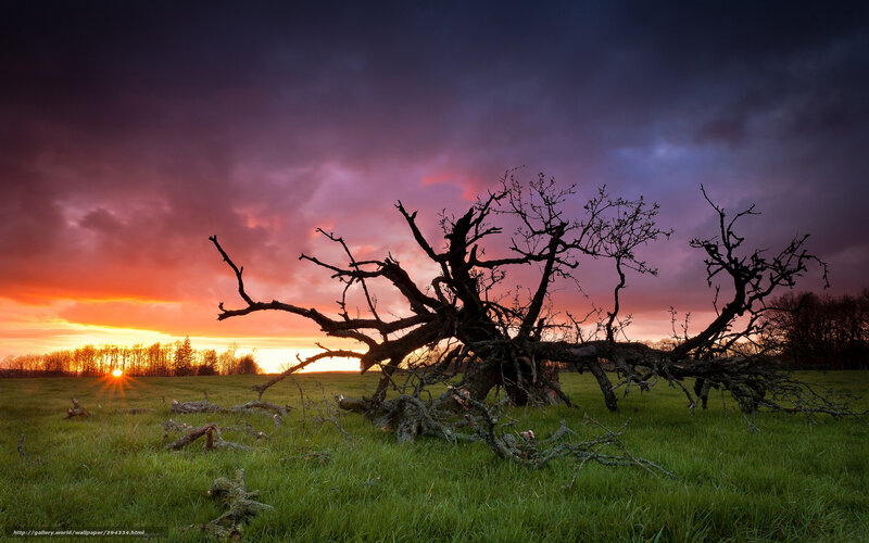 Fallen Tree in Field — Purple