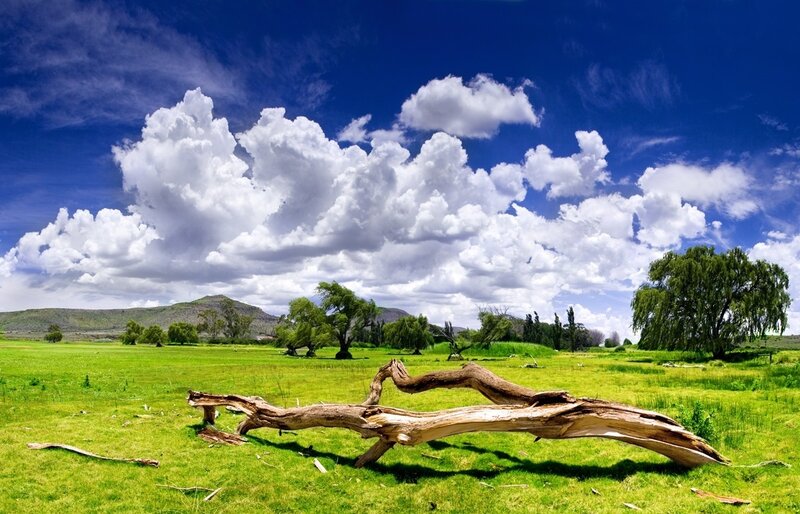 Fallen Tree in Field