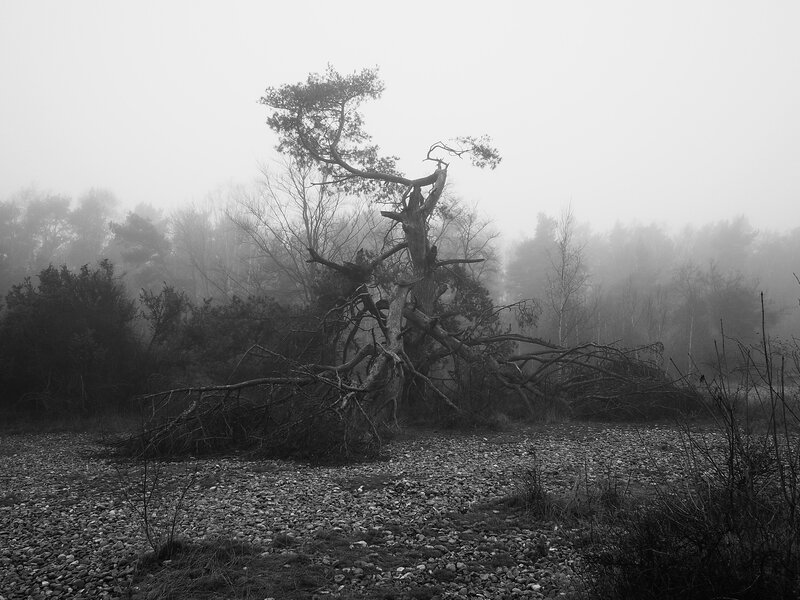 Fallen Tree in Fog — Black