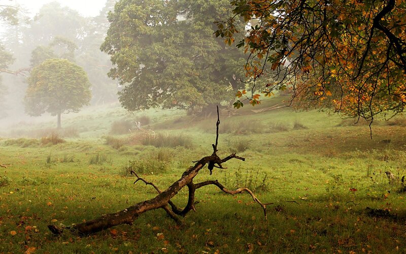 Fallen Tree in Fog