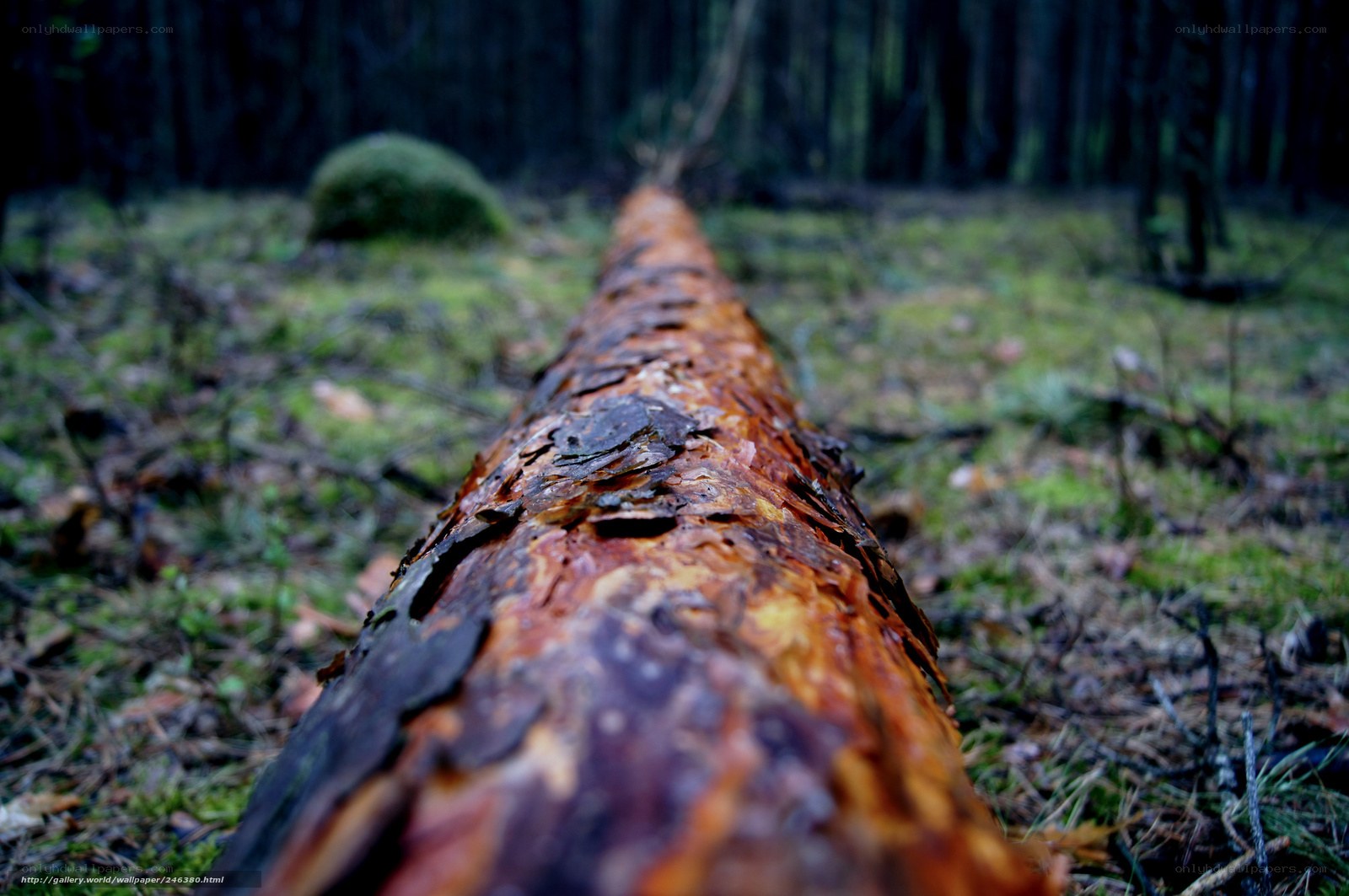 fallen tree in forest