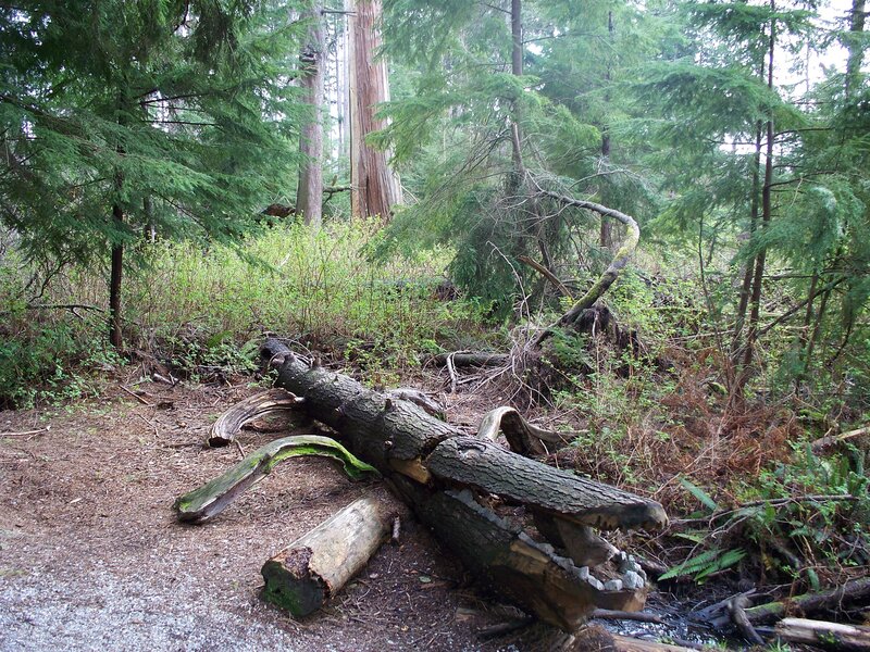 Fallen tree in forest
