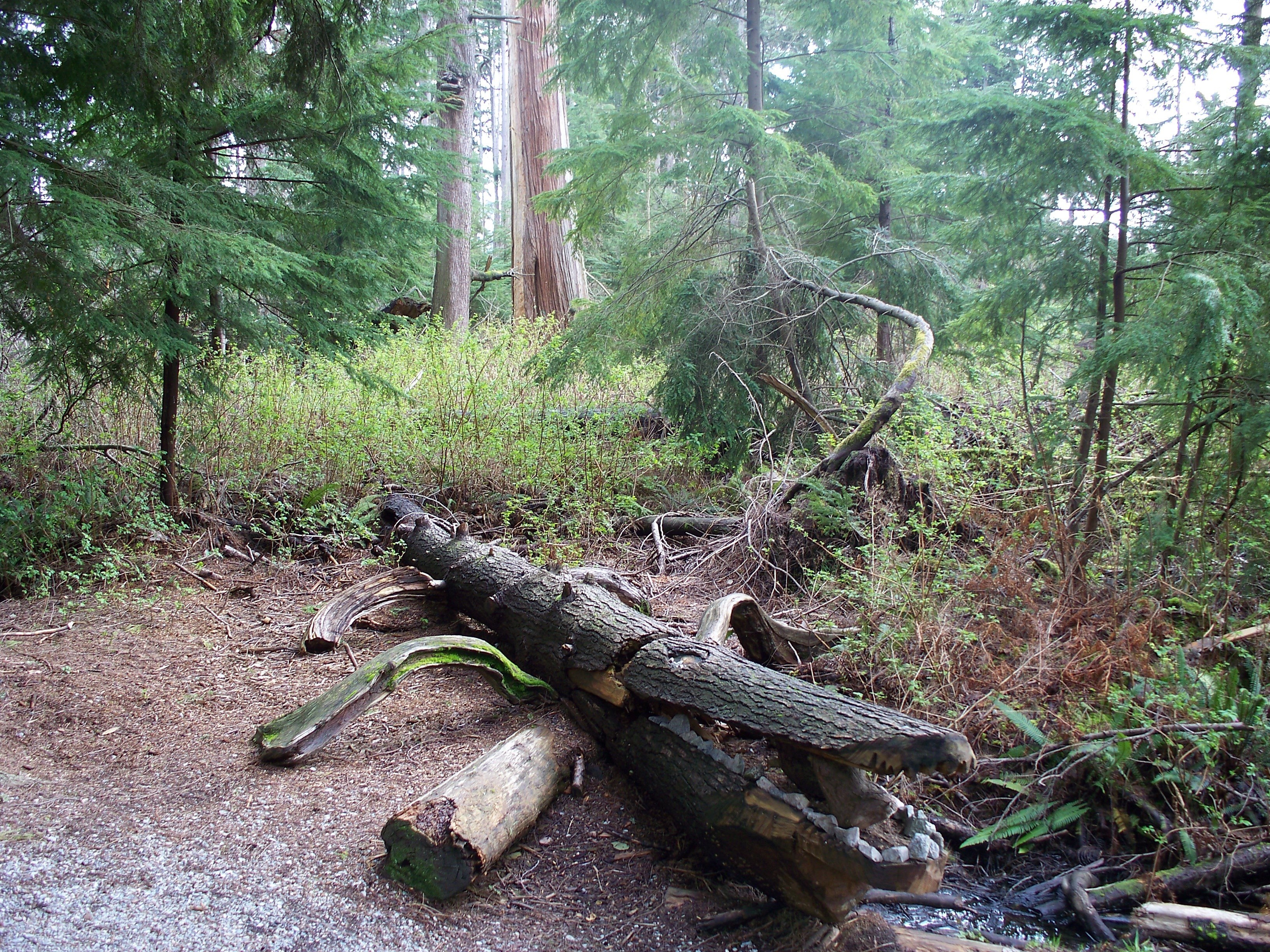 Fallen tree in forest