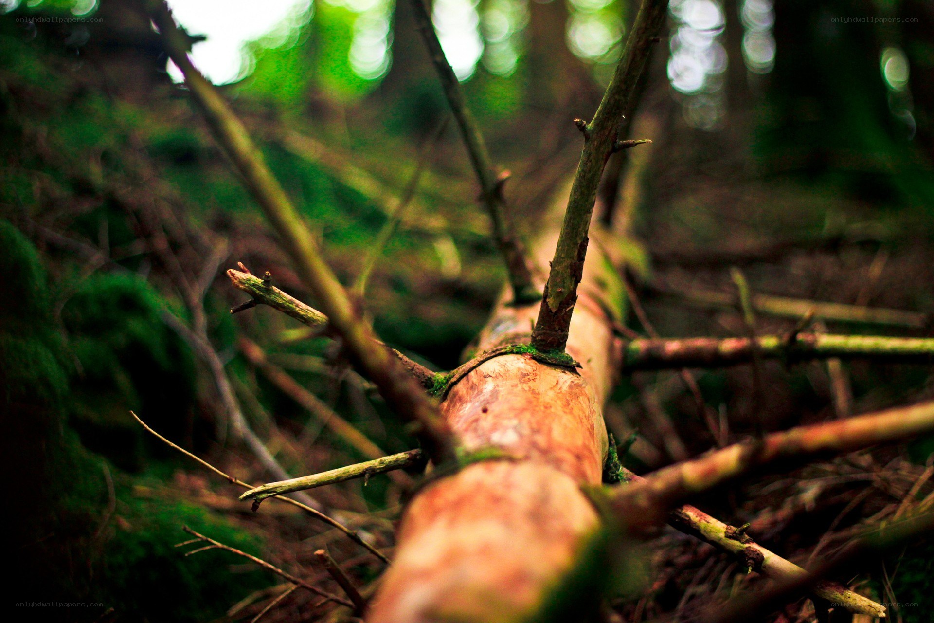 fallen tree in forest