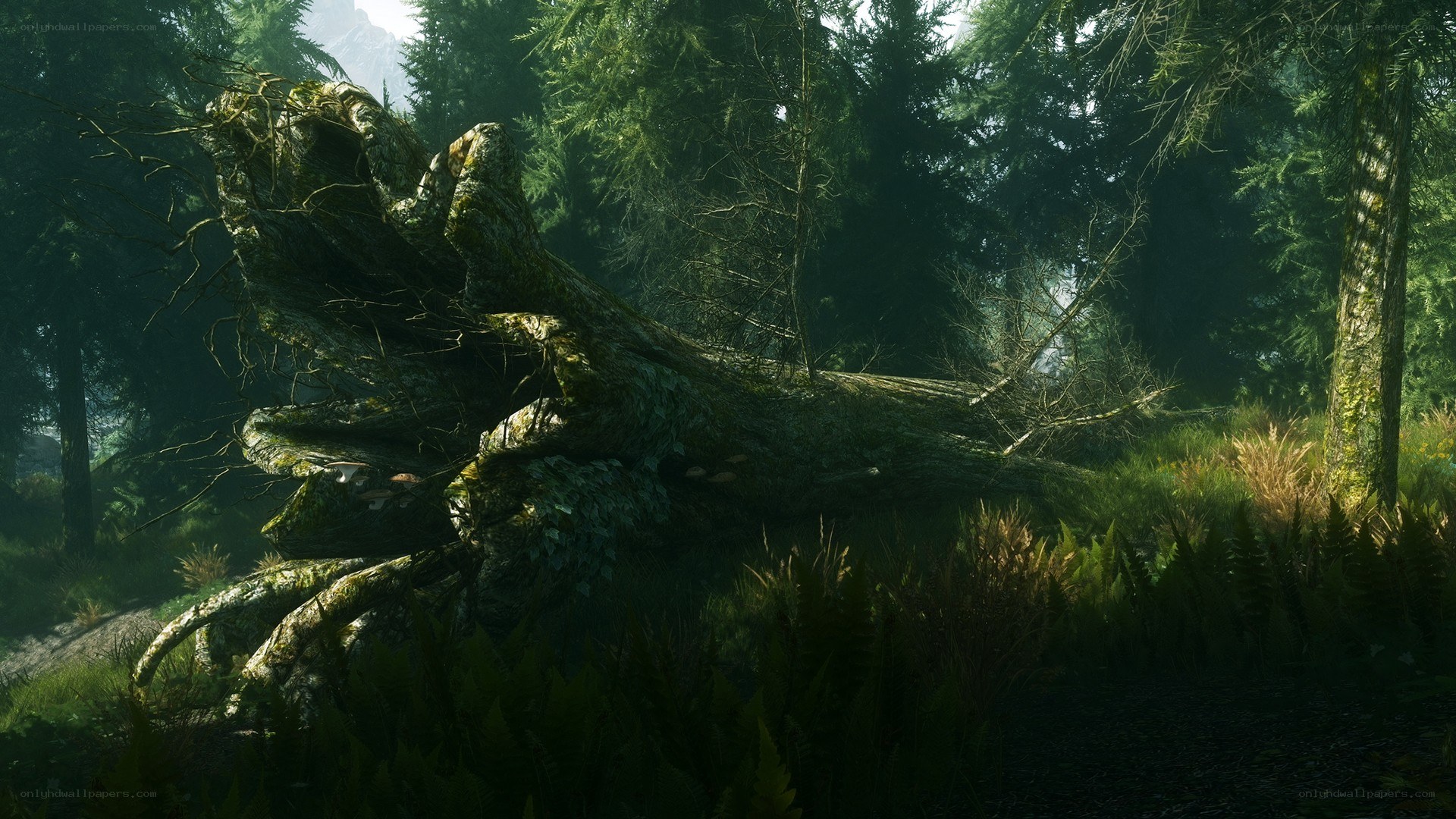 fallen tree in forest