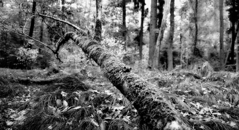 Fallen Tree in Forest — Black