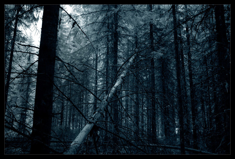 Fallen Tree in Forest — Blue, Dark, Night