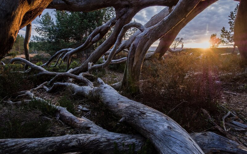 Fallen Tree in Forest — Brown, Dramatic, Sunrise