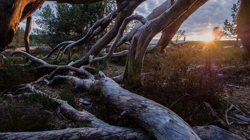 Fallen Tree in Forest — Brown, Dramatic