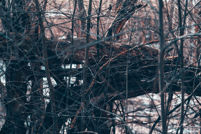 Fallen Tree in Forest — Brown, Dreary