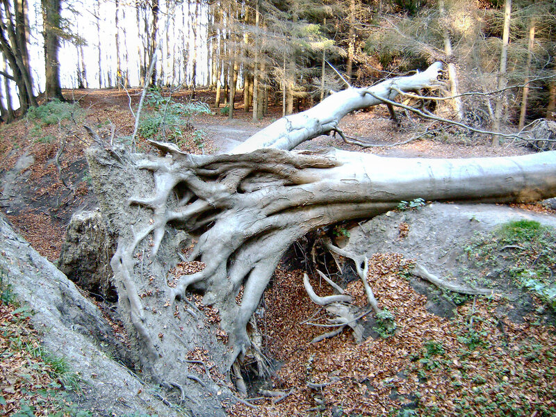 Fallen Tree in Forest — Brown, Natural, Autumn