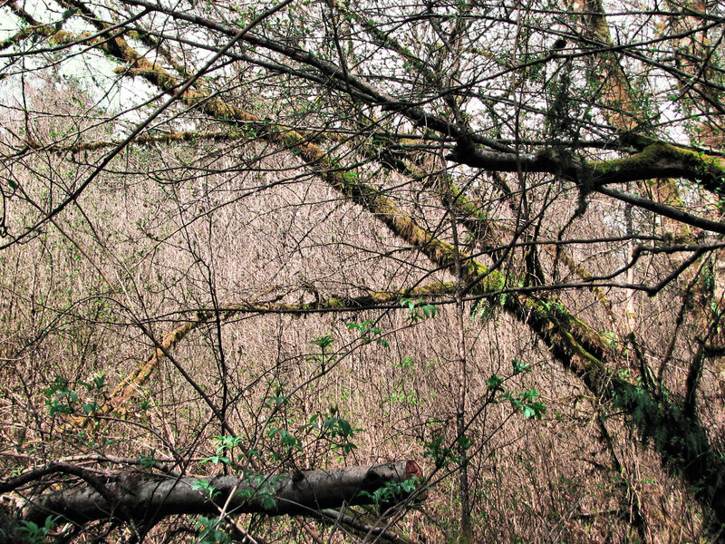 Fallen Tree in Forest — Brown, Natural