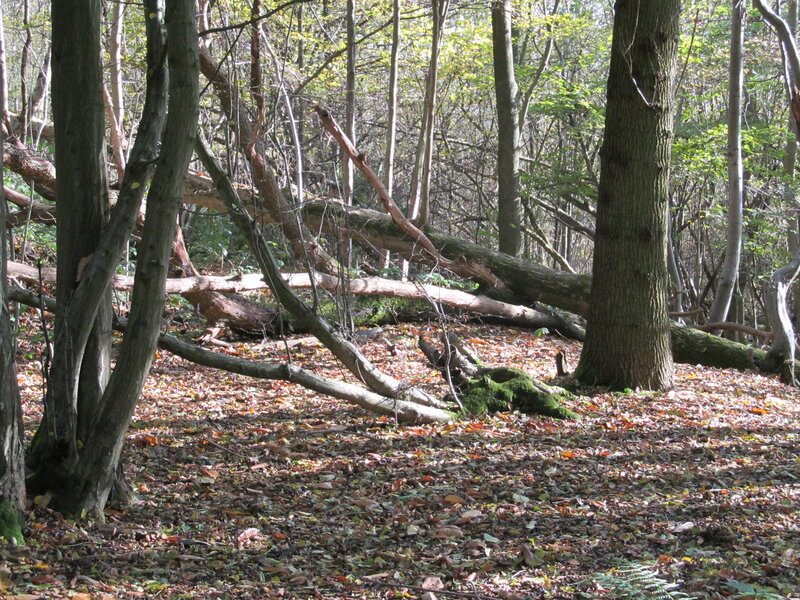 Fallen Tree in Forest — Brown, Serene, Autumn, Photograph