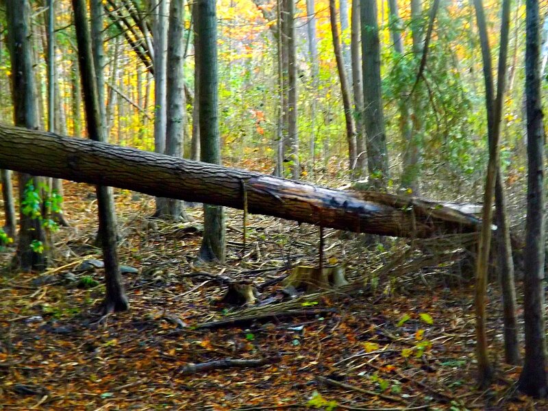Fallen Tree in Forest — Brown, Serene, Autumn, Photograph, Trees