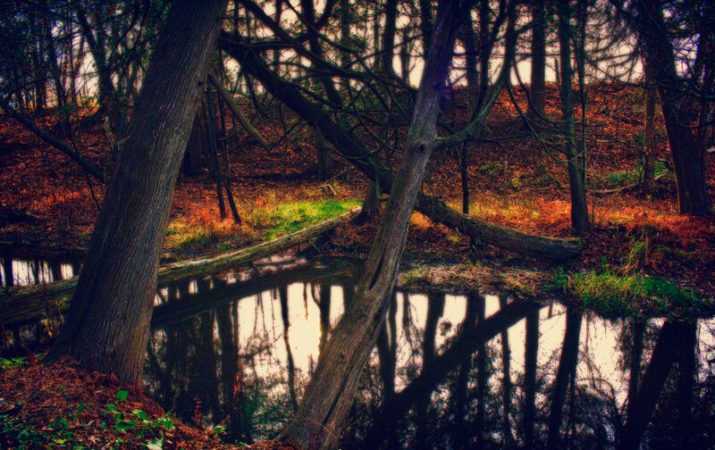 Fallen Tree in Forest — Brown, Serene, Autumn