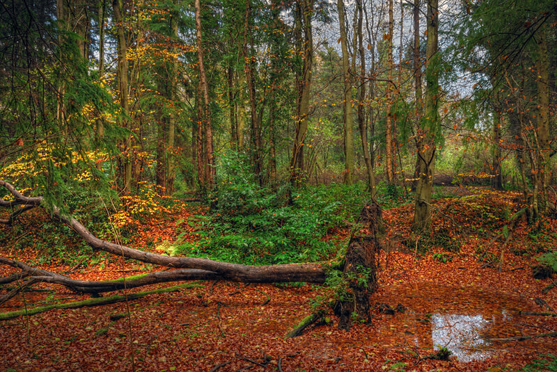 Fallen Tree in Forest — Brown, Serene